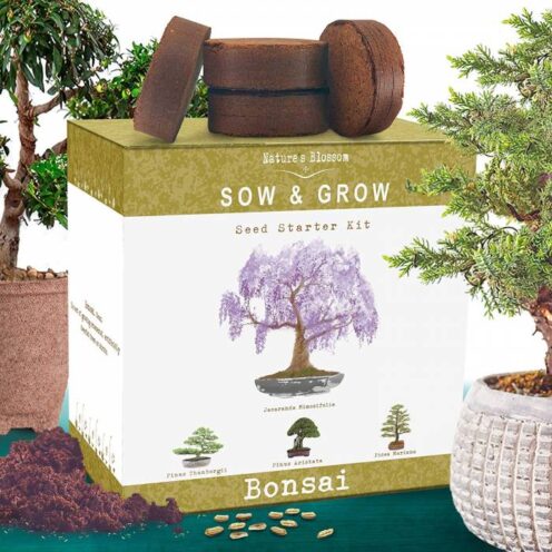 bonsai starter kits