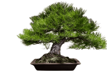 bonsai pine trees