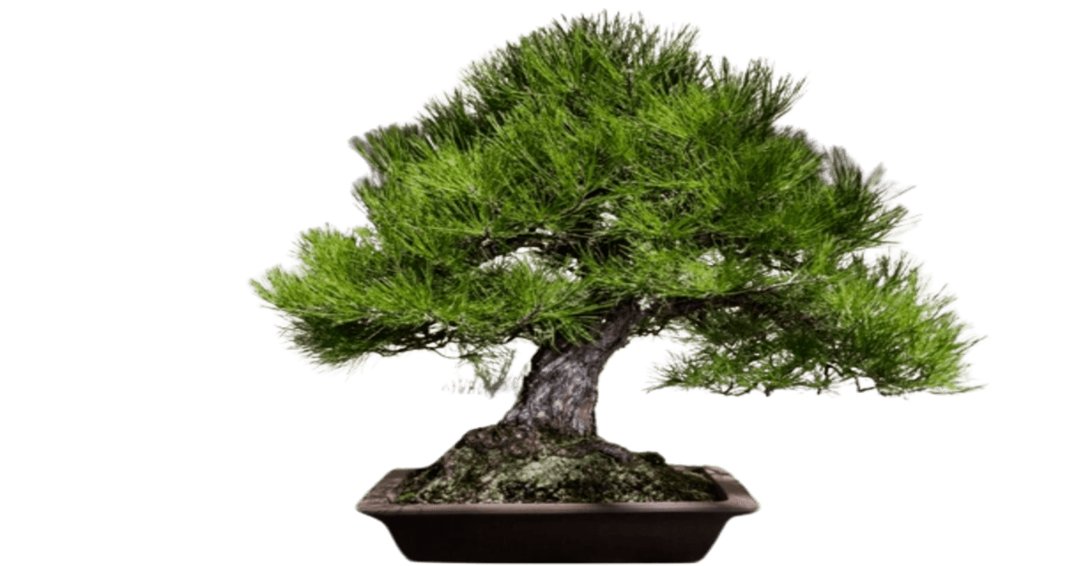 bonsai pine trees