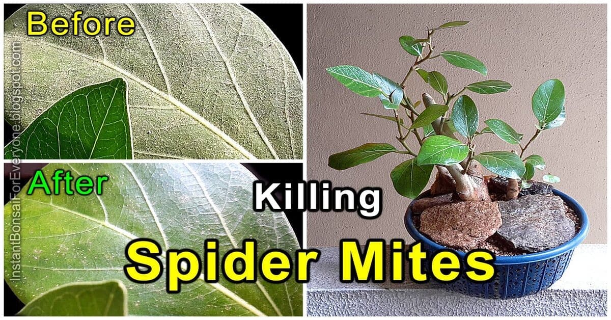 Spider mites on bonsai