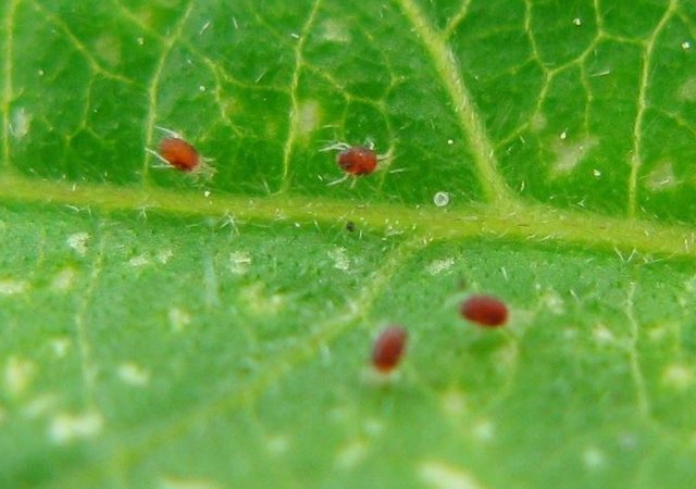 Spider mites on Bonsai