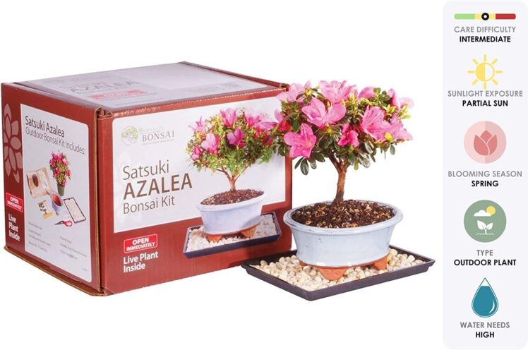 Best bonsai starter kits