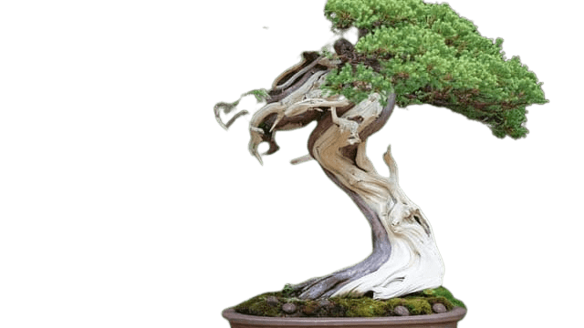 driftwood bonsai style