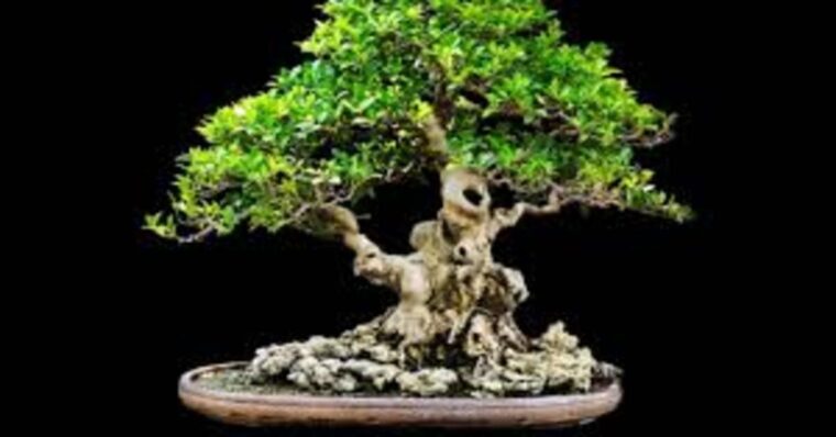 Indoors Bonsai