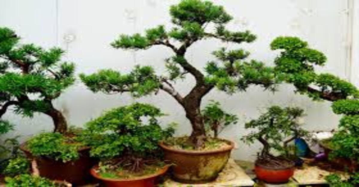 How long does it take to grow a bonsai tree