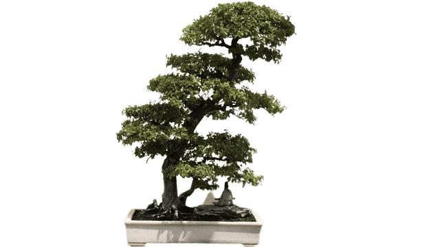 slanting bonsai