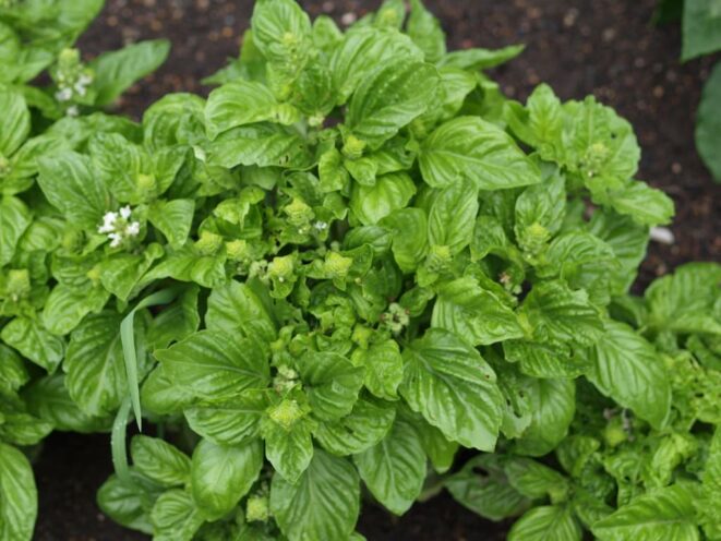 Basil Fragrant Plants Indoor