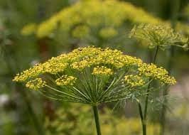 Dill Fragrant Plants Indoor