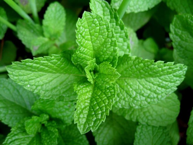 Mint Fragrant Plants Indoor