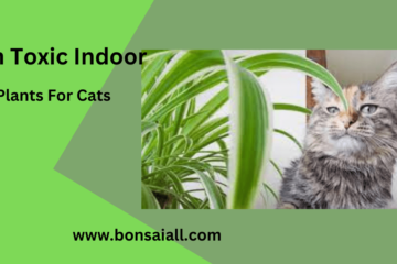 Non Toxic Indoor Plants For Cats