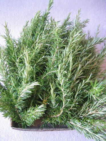 Rosemary