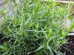 Tarragon Fragrant Plant Indoor