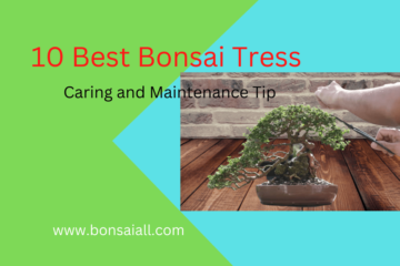 10 Best Bonsai Trees Caring And Maintenance Tips