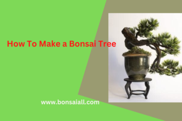 How To Make a Bonsai Tree