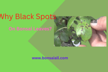 Black Spots On Bonsai Leaves