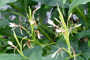 Flowering indoor plants