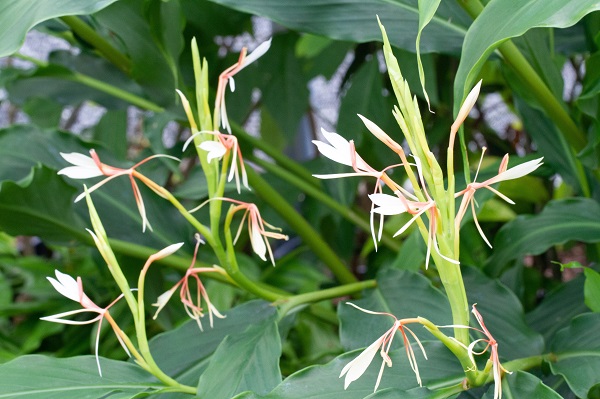 Flowering indoor plants