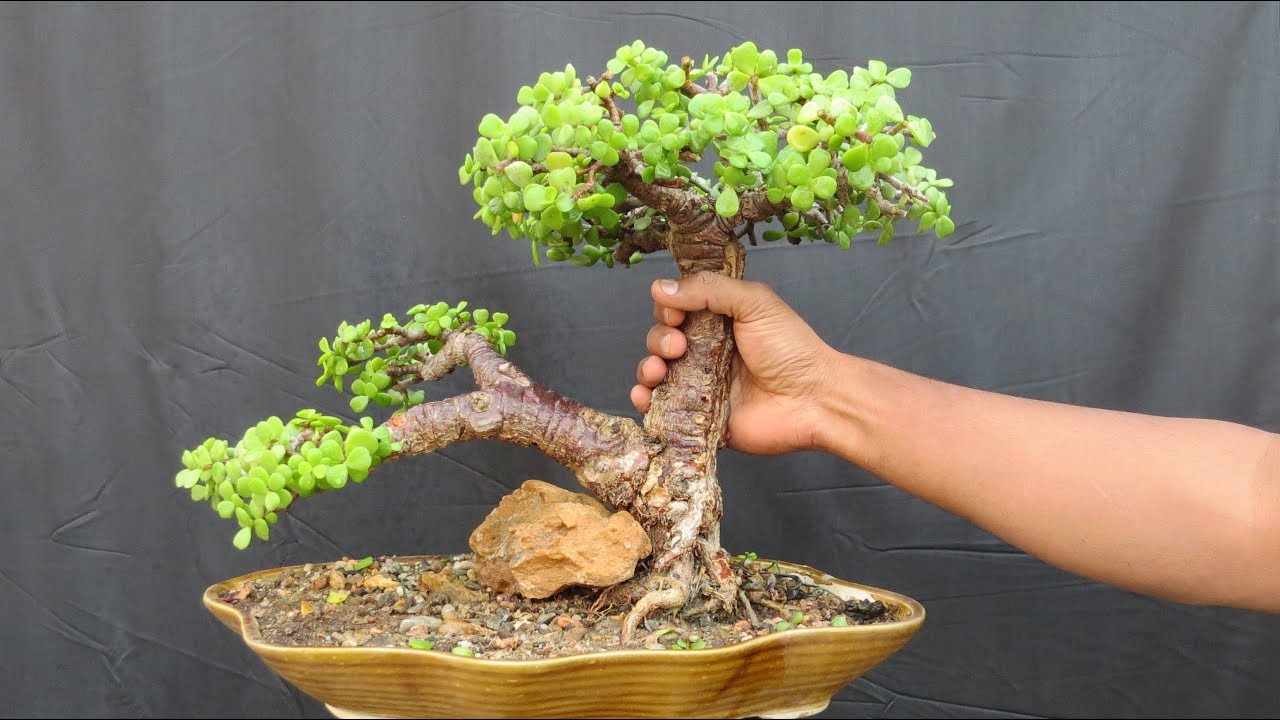 How Much Do Bonsai Trees Cost