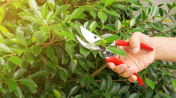 Ficus Tree Losing Leaves